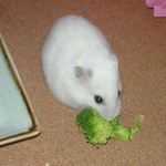 ブロッコリーを食べるアイ