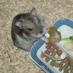 ペレット団子を食べるユウキ