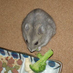 ブロッコリーを食べるコーキ