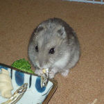 煮干を食べるコーキ