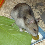 ペレット団子を食べるユウキ