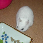 エサ皿のまわりをうろうろするアイ