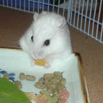 乾燥パパイヤを食べるアイ