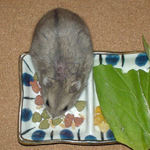 エン麦を食べるコーキ