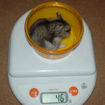 体重増加のユウキ