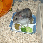 ペレット団子を食べるユウキ