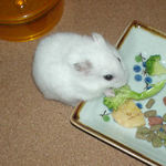 ブロッコリーを食べるアイ