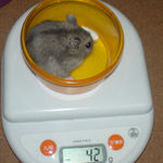 コーキも体重変わらず