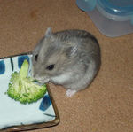 ブロッコリーを食べるコーキ