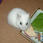 りんごチップを食べるアイ