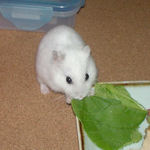 小松菜を食べるアイ