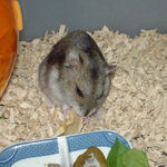 リンゴチップを食べるユウキ