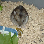 ペレット団子を食べるユウキ