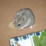 リンゴチップを食べるコーキ