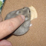 今日は手で触られても平気