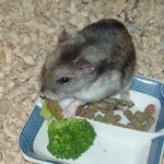 ペレット団子を食べるユウキ