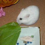 小松菜を食べるアイ