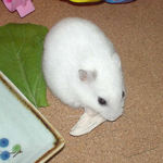 蒸鶏ささみを食べるアイ