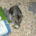 ペレット団子を食べるユウキ