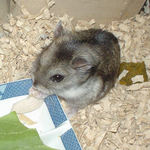 蒸鶏ささみを食べるユウキ