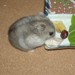 初物でも食べます