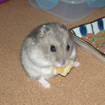 バナナチップに齧りつくコーキ