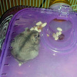 さっそくケージに帰って取り出していました