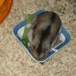 エサ皿でがっついているユウキ