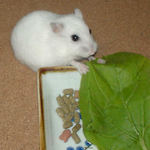 小松菜を食べるアイ