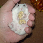 粟の穂で腹出し食い