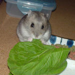 小松菜を食べるコーキ