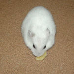 バナナチップに齧りついているアイ