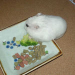 ブロッコリーを食べているアイ