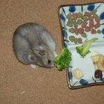 ブロッコリーを食べるコーキ