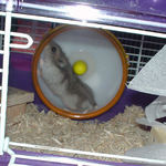 回し車を回すコーキ