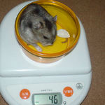 体重は変わらず