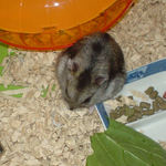 カボチャ種を齧るユウキ