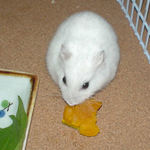 カボチャを食べるアイ