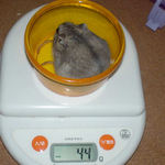 コーキは体重増です