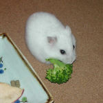 ブロッコリーに齧りつくアイ