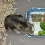 ペレット団子を食べるユウキ