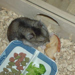 りんごチップを食べるユウキ