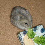 ブロッコリーに齧りつくコーキ