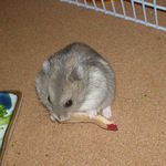 りんごチップを食べるコーキ