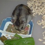 エン麦をあさるユウキ