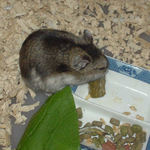 ペレット団子を食べるユウキ