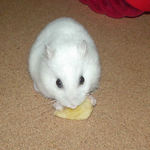 バナナチップを食べるアイ