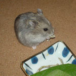 煮干を食べるコーキ