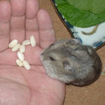 コメコメポップを受け取るコーキ