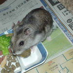 ペレット団子に食いつくユウキ